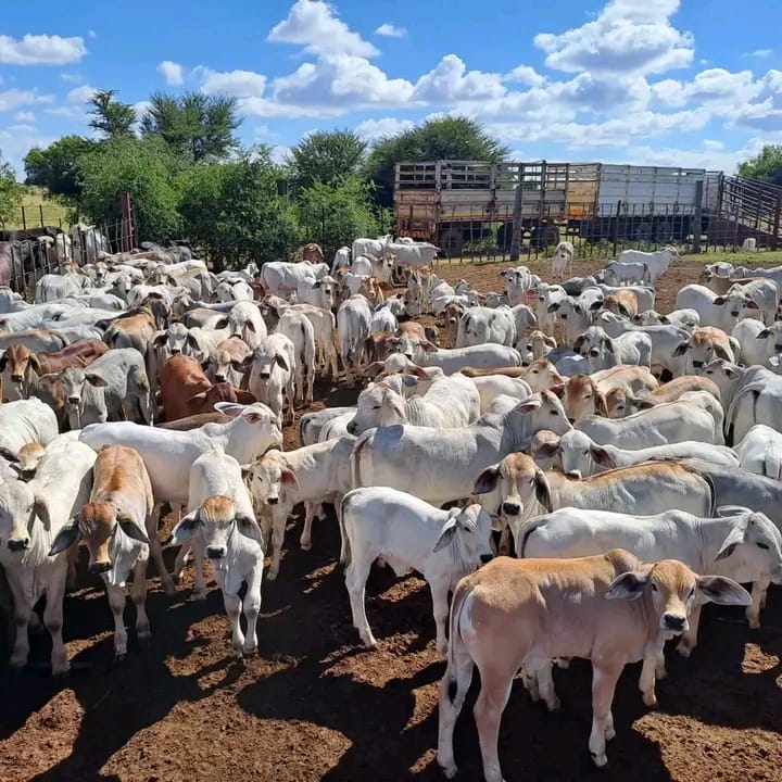 Manale Farming Operations